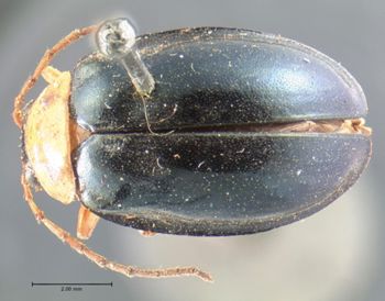 Media type: image;   Entomology 17537 Aspect: habitus dorsal view